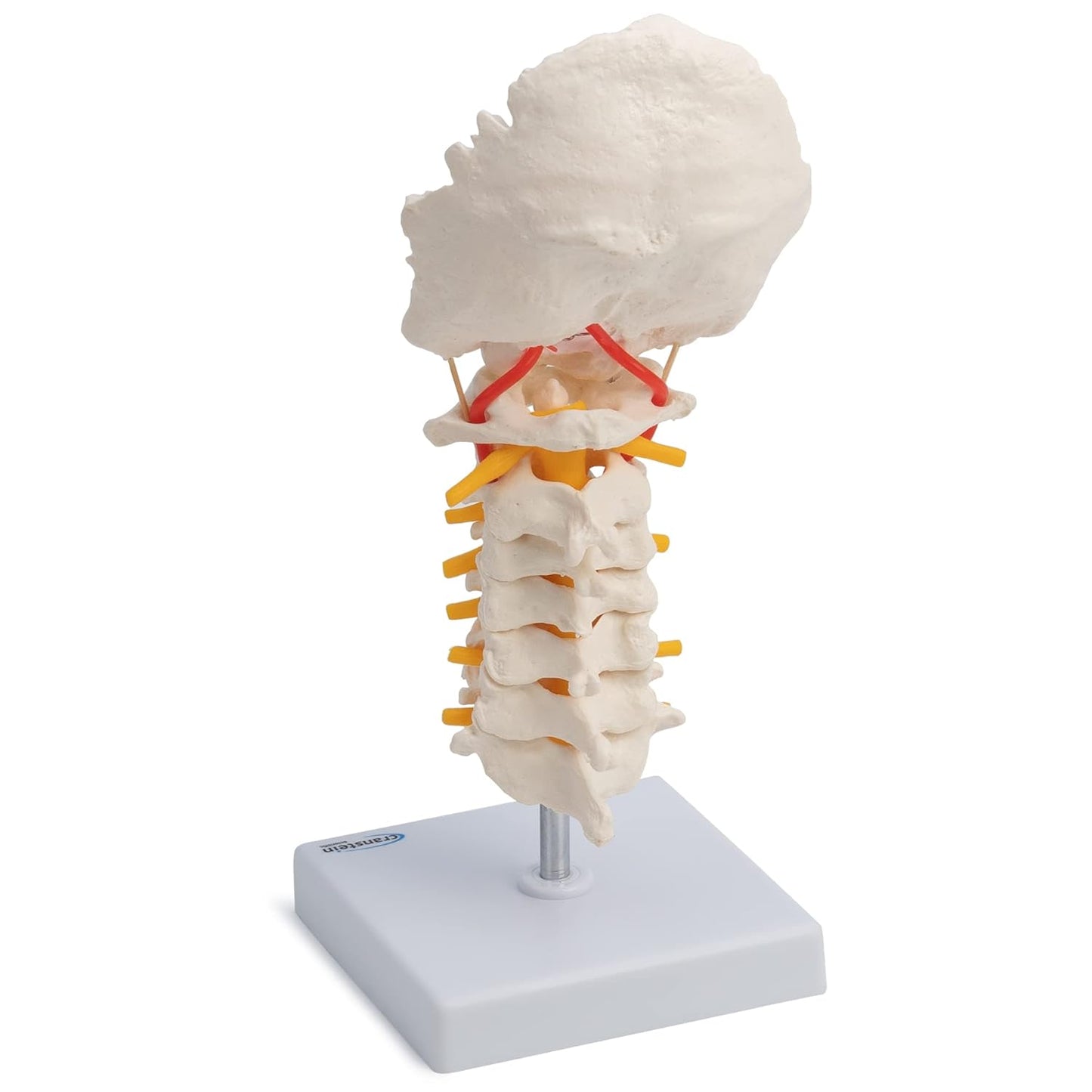 Halswirbelsäule Modell mit Spinalnerven und Arterien, Hals