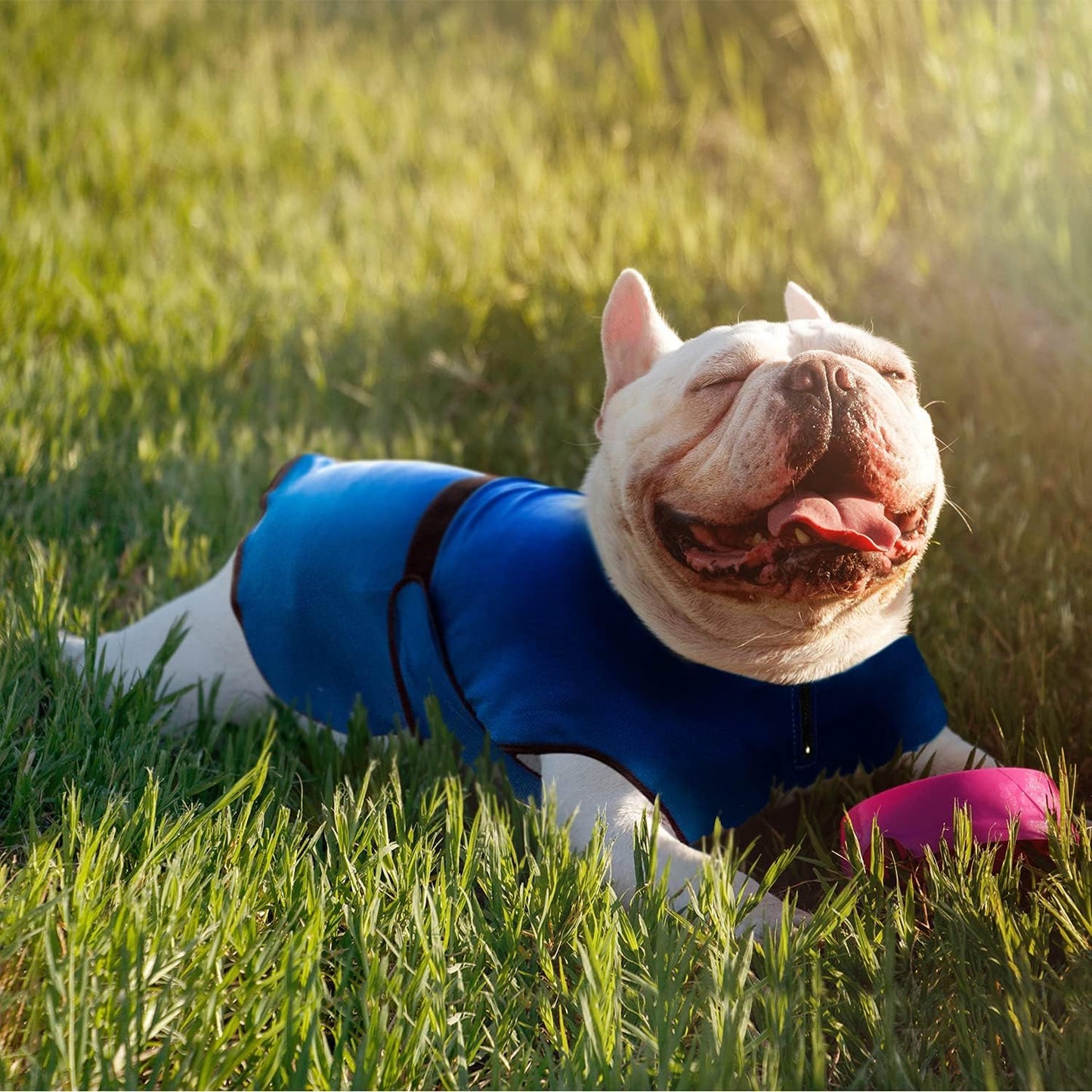 Hundemantel & Kühlweste für kleine Hunde, L Blau