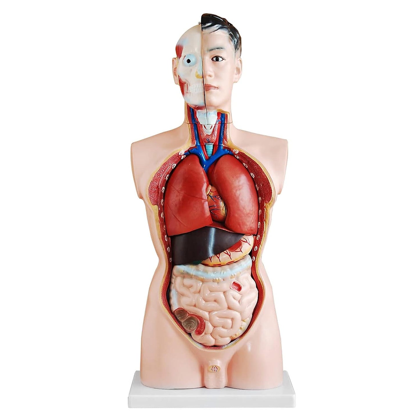 Anatomiemodell Torso mit herausnehmbaren Organen