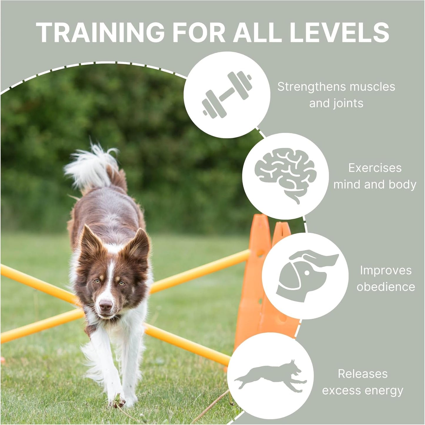 Dog Activity Hindernisse-Set, 3 St., ø 23 × 30 cm/78 cm