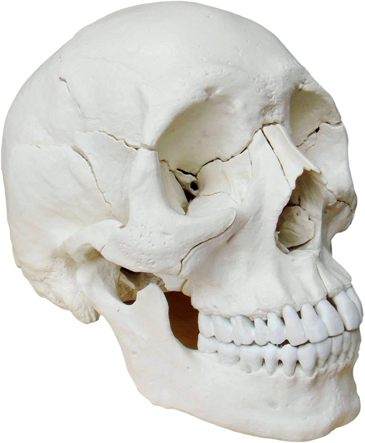 22-teiliges anatomisches Schädelmodell A-217, anatomisch