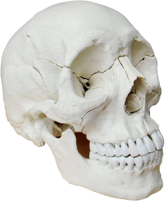 22-teiliges anatomisches Schädelmodell A-217, anatomisch