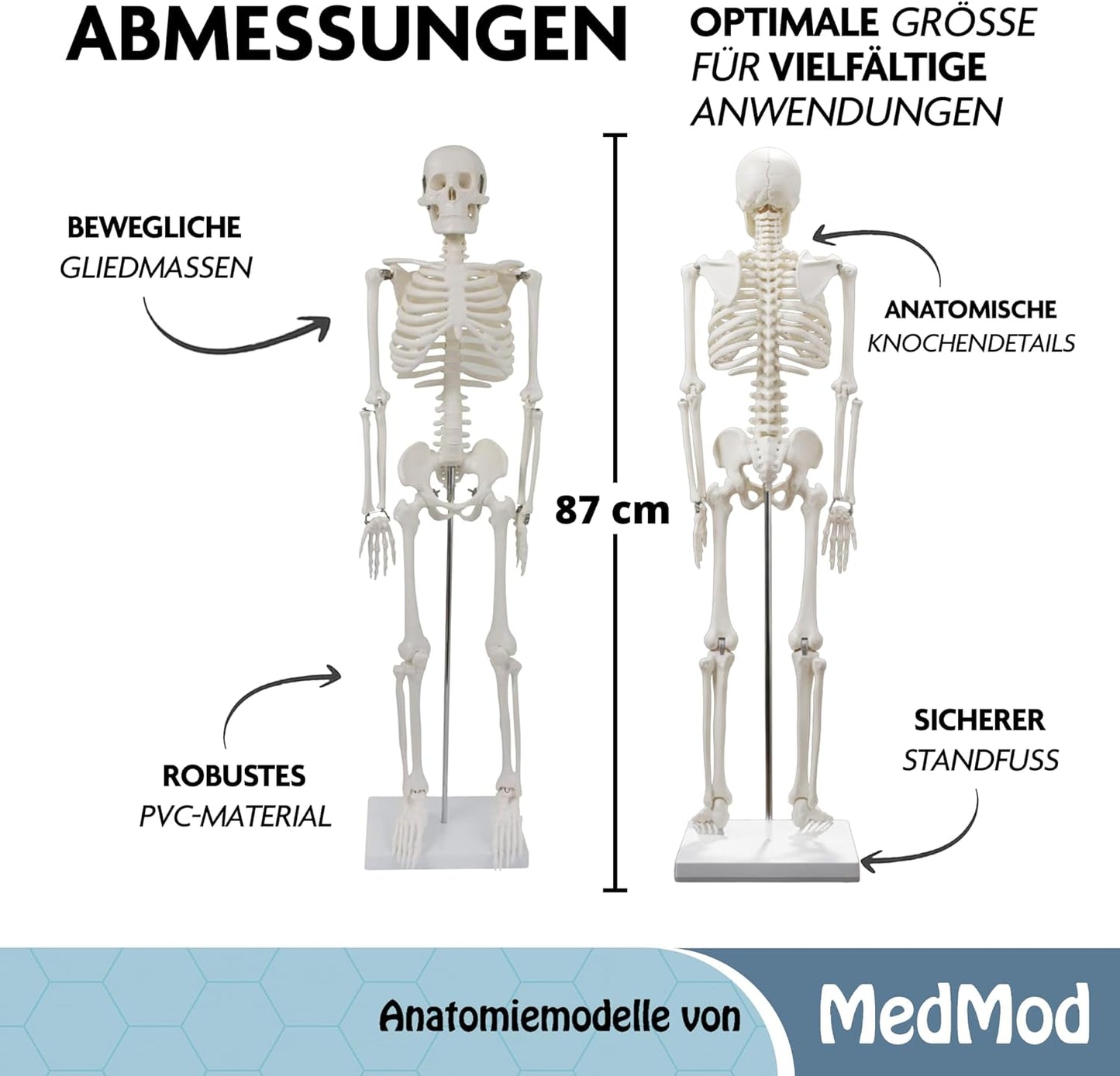 Detailliertes menschliches Skelettmodell mit beweglichen Extremitäten, 87 cm