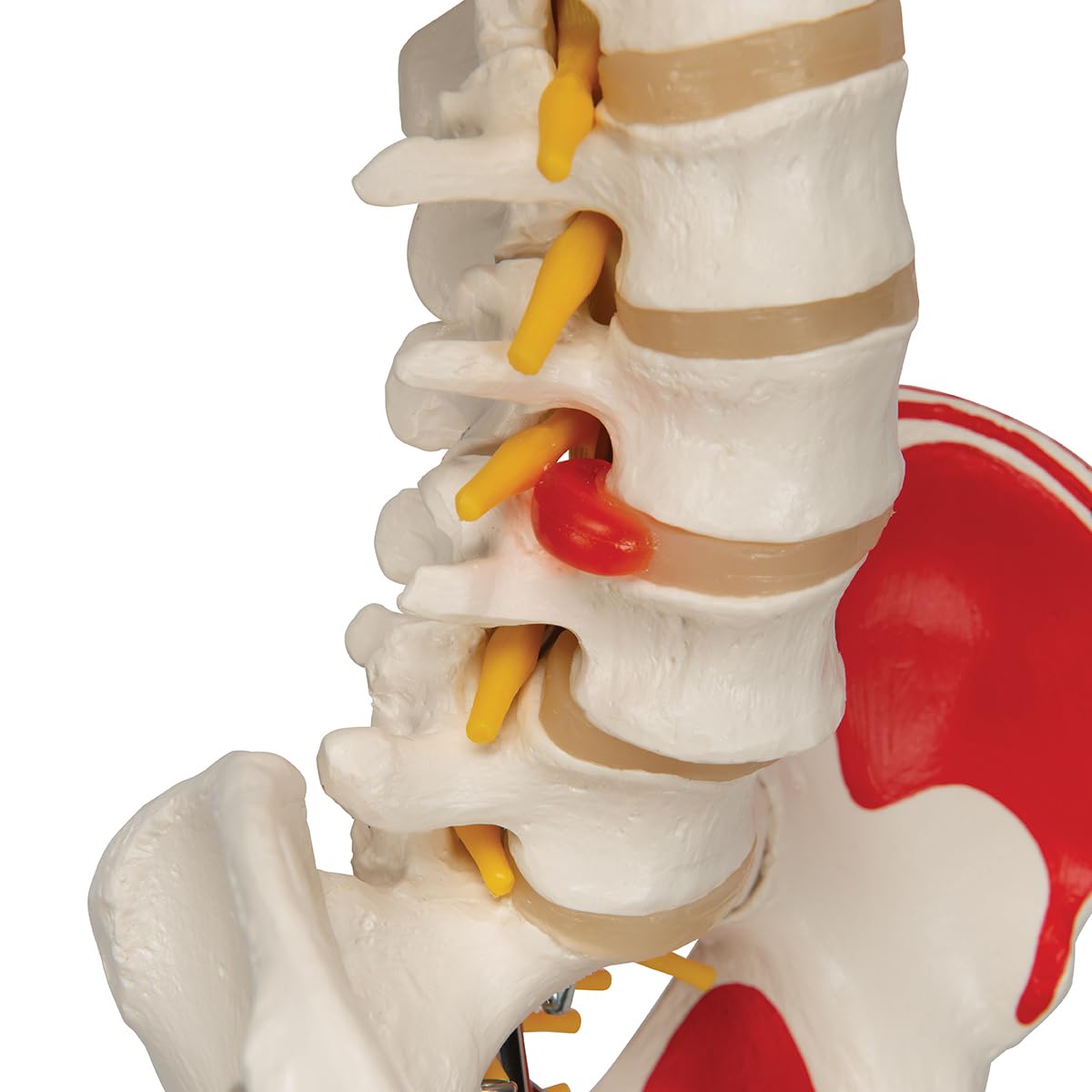 Menschliches Anatomie-Skelett mit Muskeldarstellung, mit Muskeldarstellung