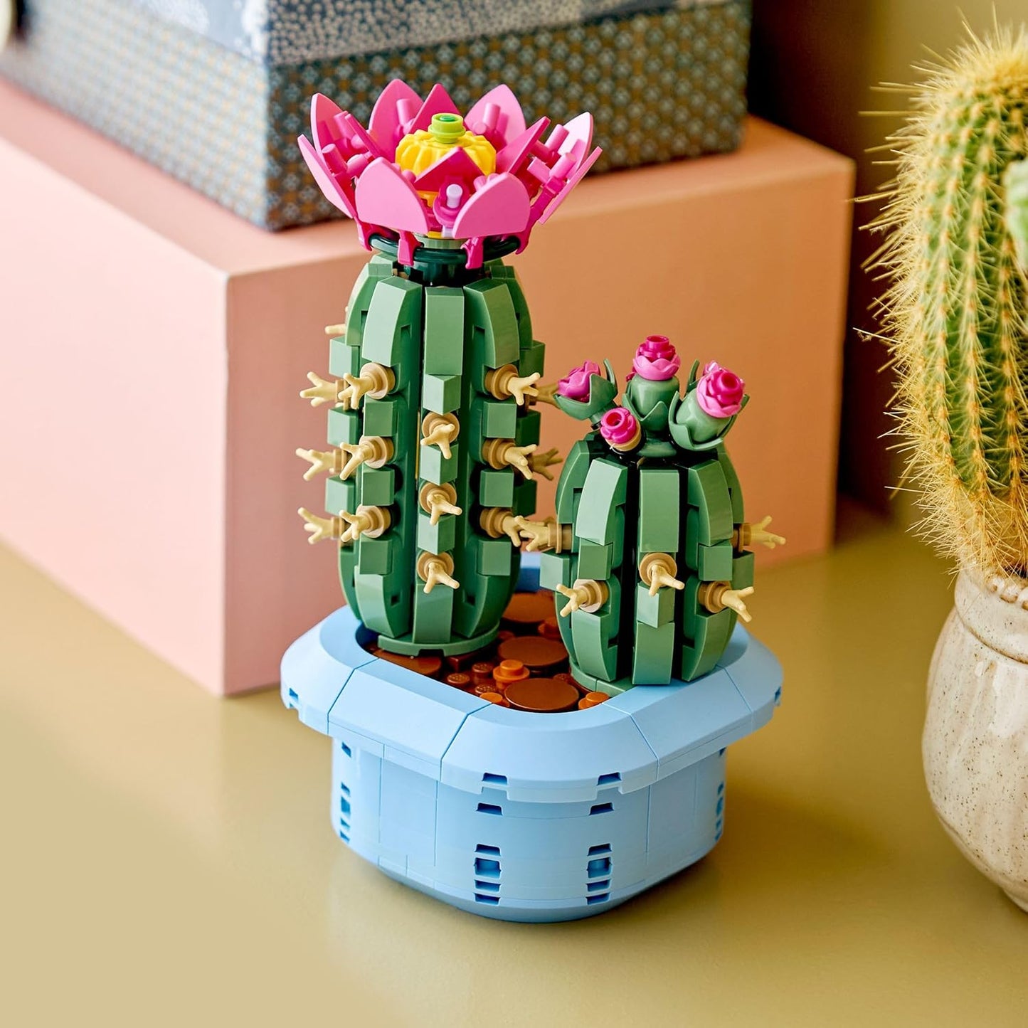 Blühender Kaktus, Flowering Cactus 11509