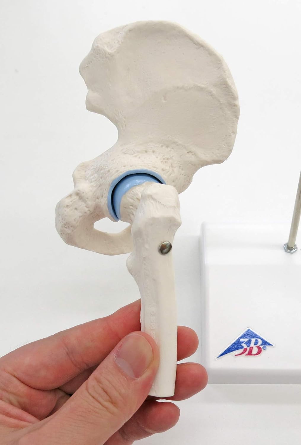 Mini-Hüftgelenk Modell mit Querschnitt, Mini-Hüftgelenk