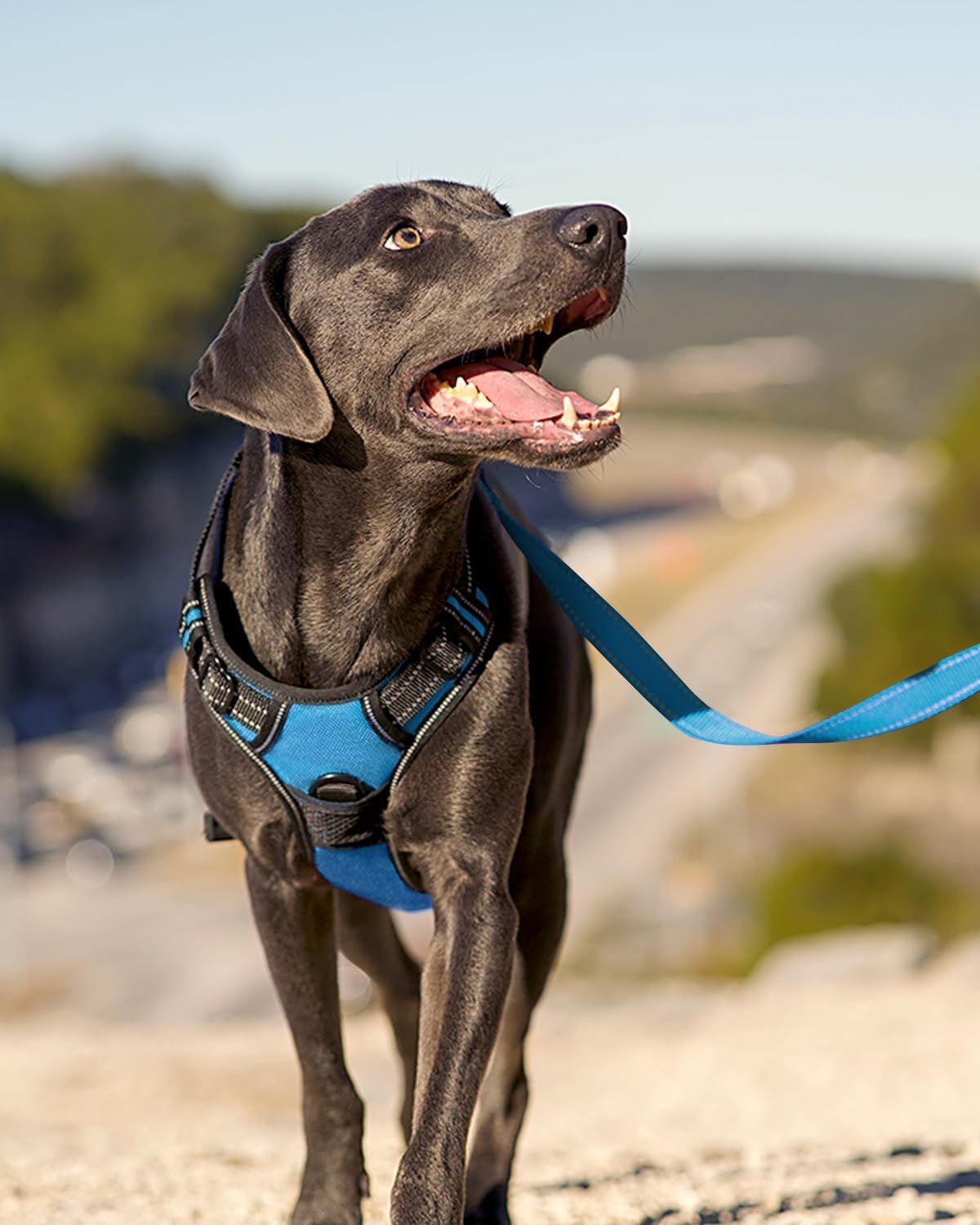 Reflektierendes Hundegeschirr, M (1er Pack) Blau