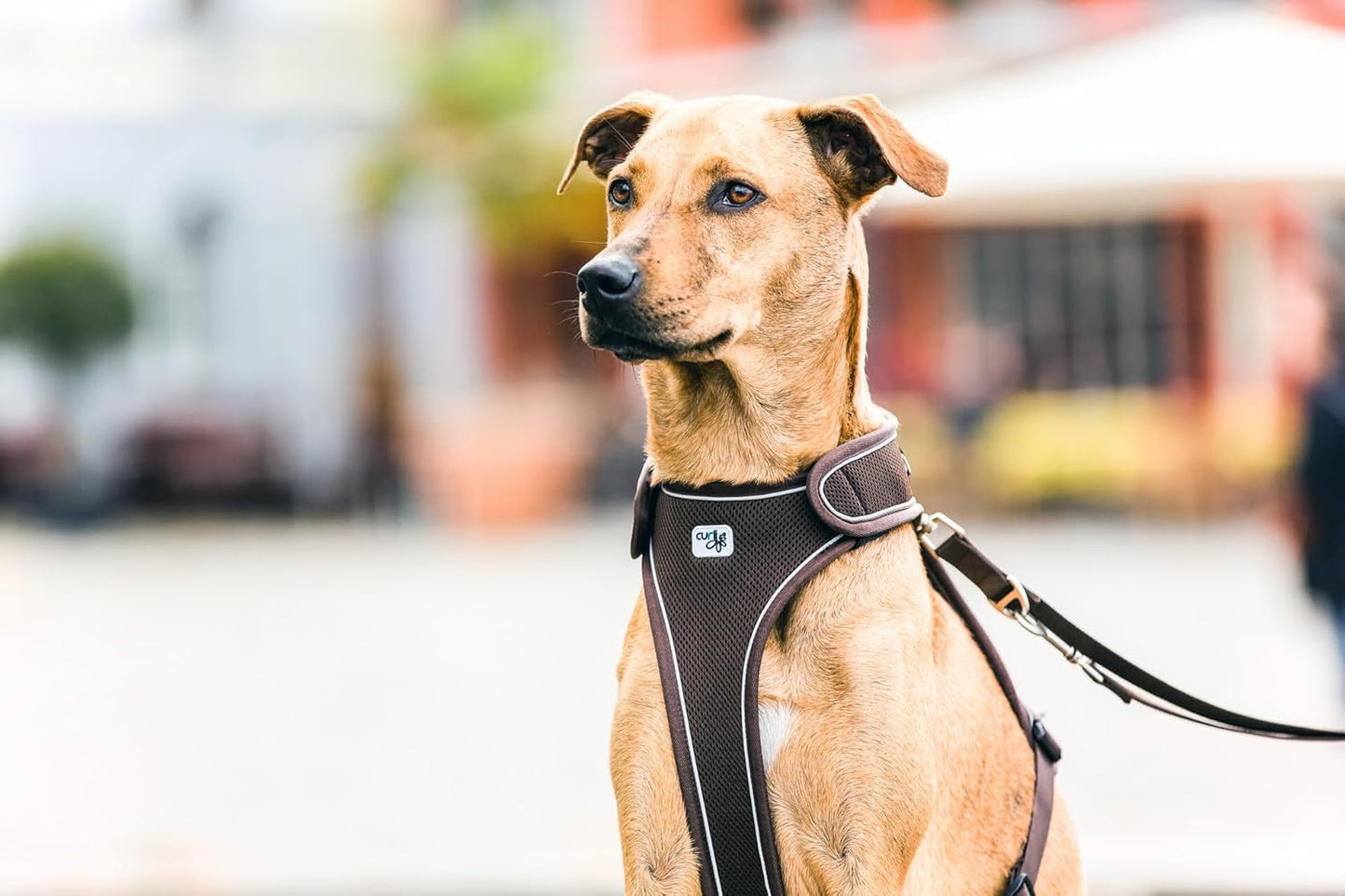 Harness Belka Hundegeschirr inkl. DogFinder ID, S Brown