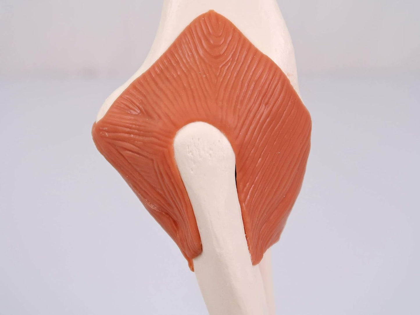 Smart Anatomy Ellenbogengelenk-Modell A83, Ellenbogengelenk