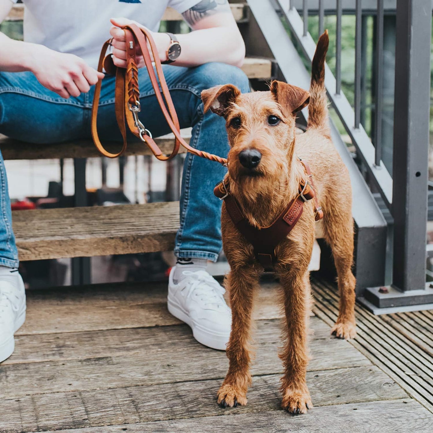 Aalborg Hundegeschirr, cognac mittel