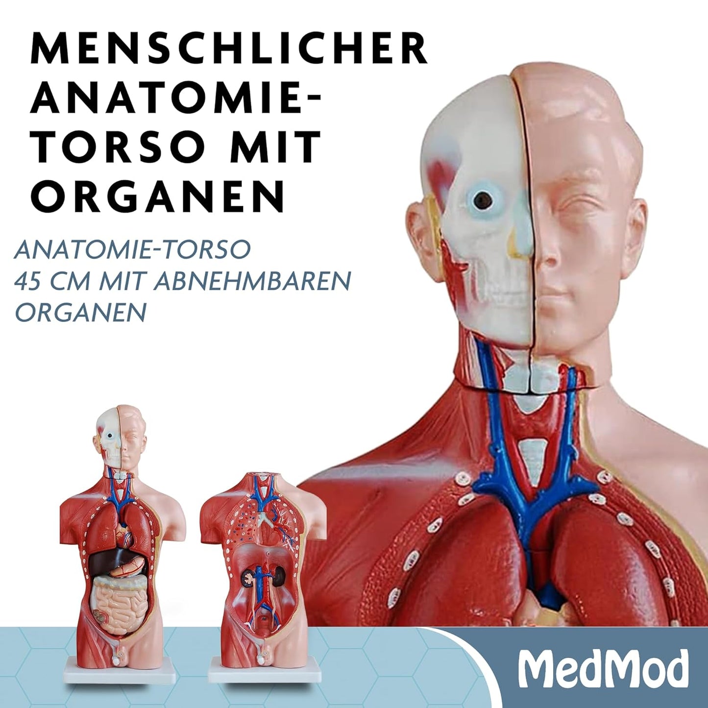 Anatomiemodell männlicher Torso V2 mit abnehmbaren Organen, Torso 45cm V2