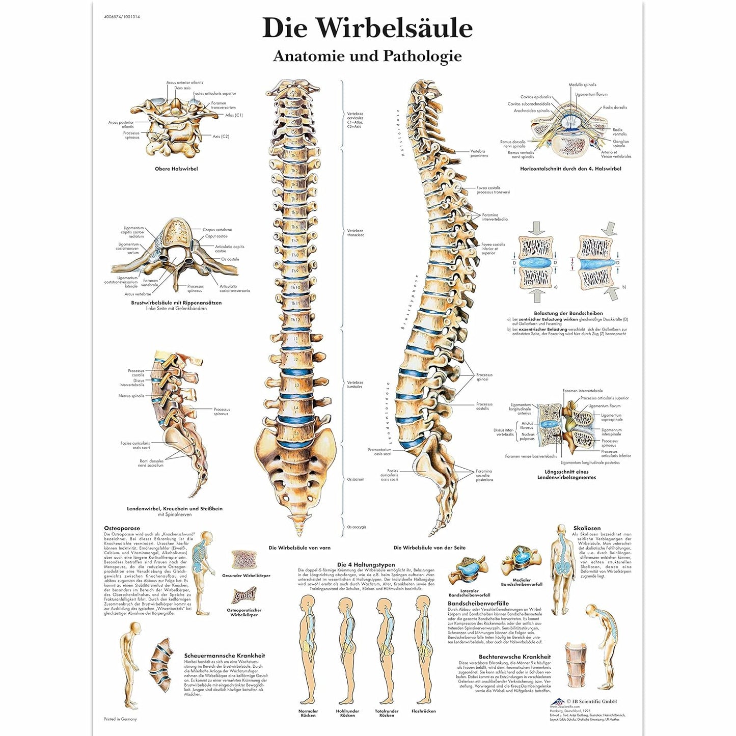 Die menschliche Wirbelsäule Lehrtafel, Single, Laminiert