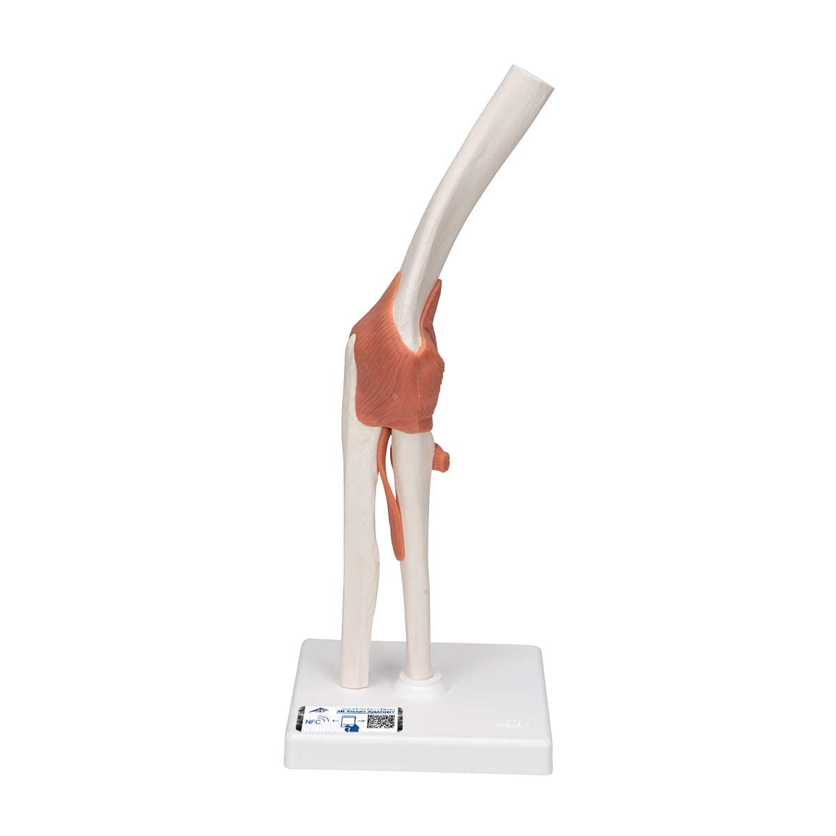 Smart Anatomy Ellenbogengelenk-Modell A83, Ellenbogengelenk