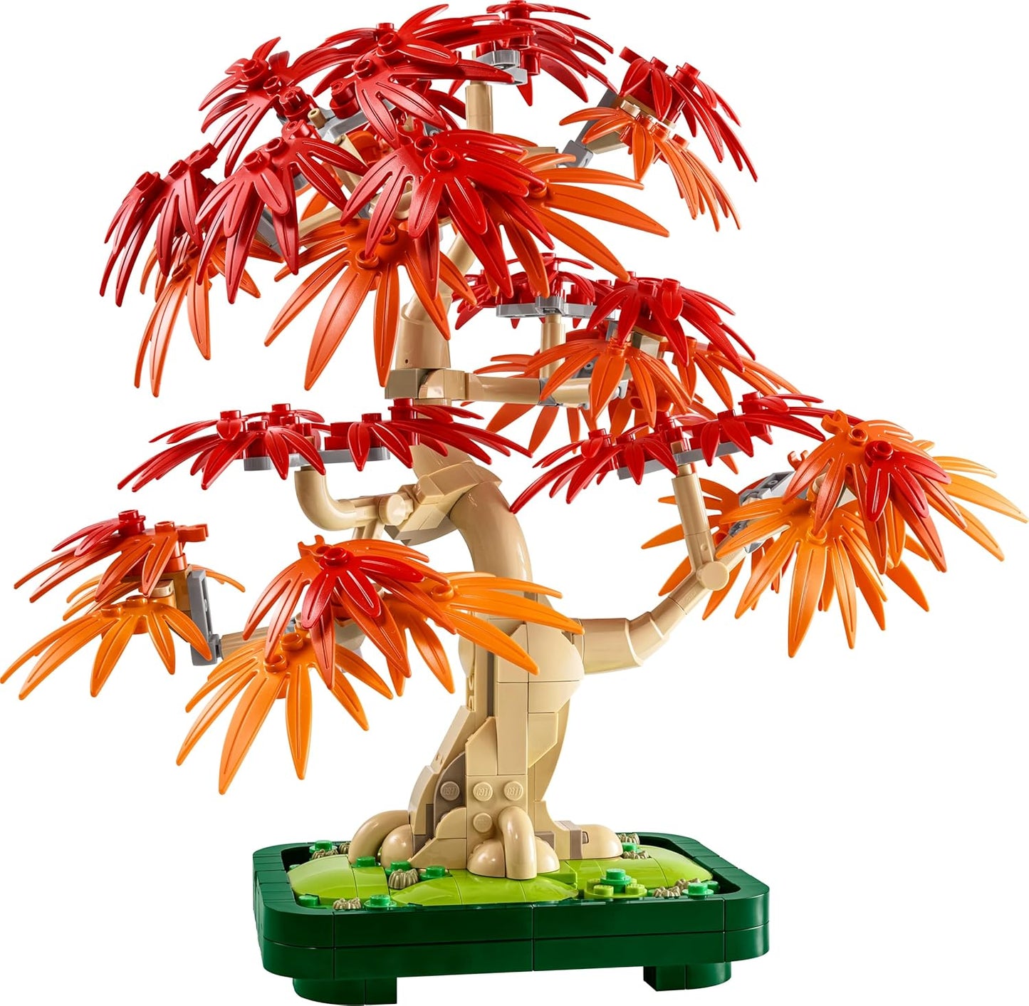 Japanischer Roter Ahorn - Bonsai-Baum