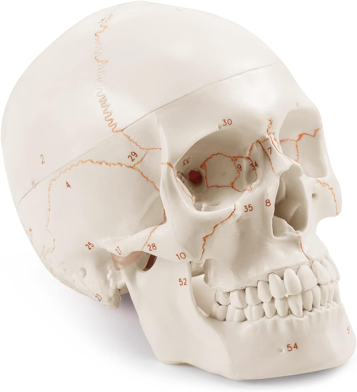Anatomisches Schädelmodell mit Beschriftung