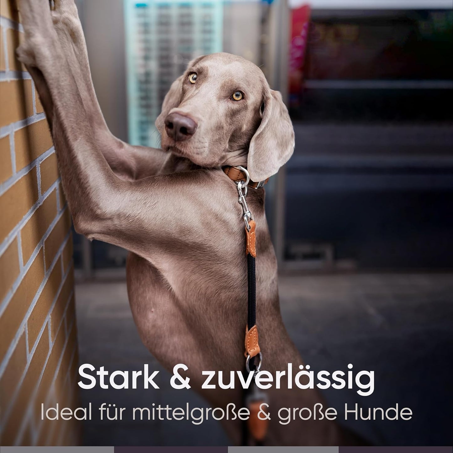 Verstellbare Führleine, Schwarz