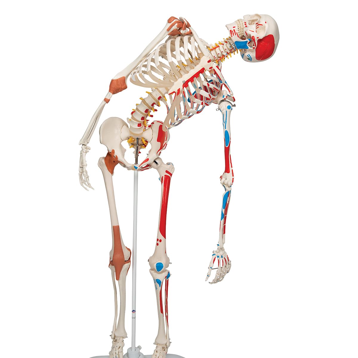 Menschliches Anatomie-Skelett mit Muskeldarstellung, mit Muskeldarstellung