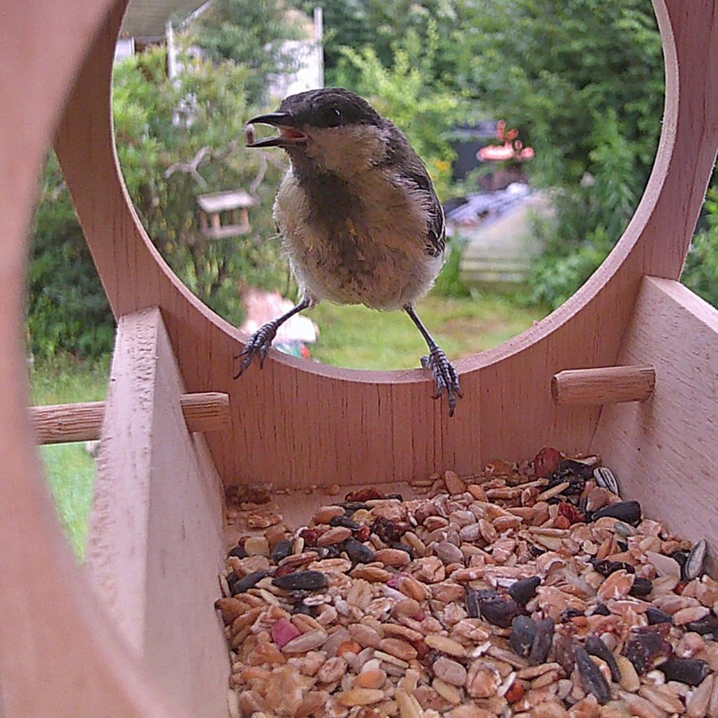 Vogelhaus mit Kamera und Tränke