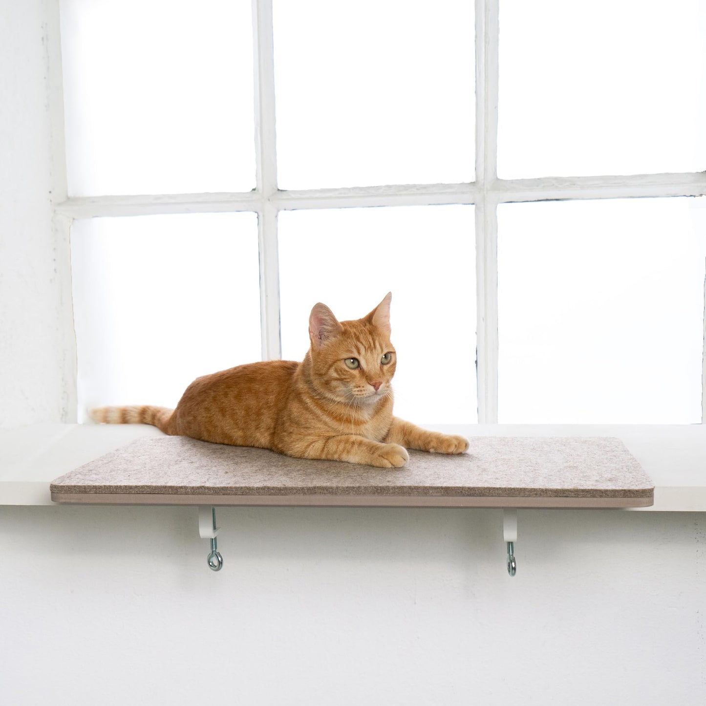 View Katzen Fensterbankliege, Sand