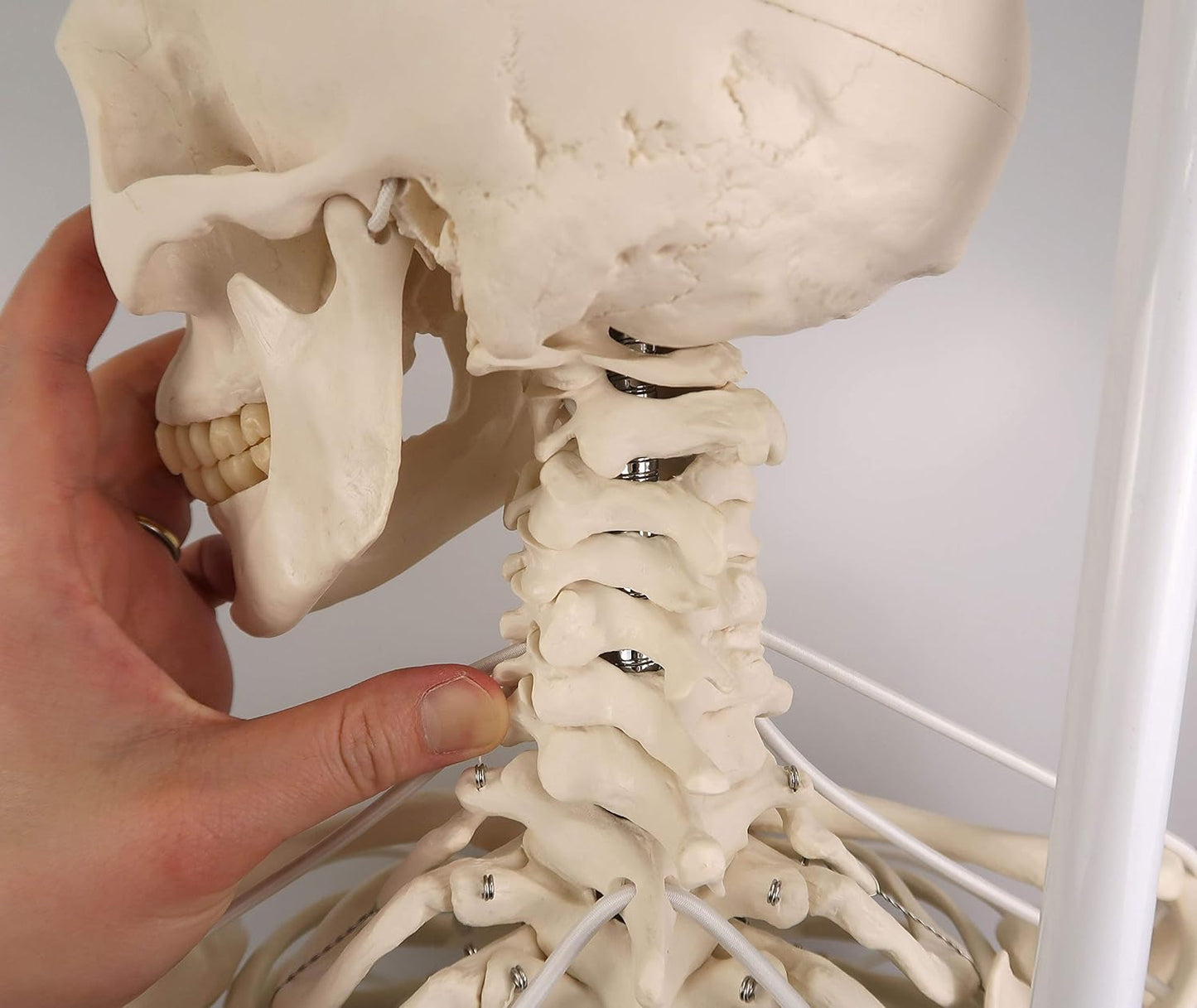 Lebensgrosses funktionelles Skelettmodell, funktionell