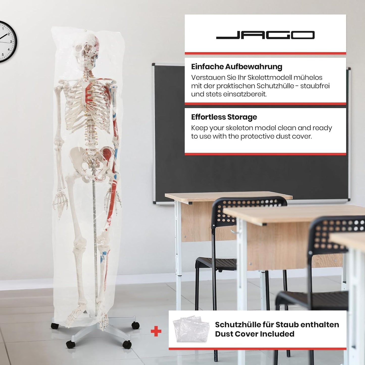 Anatomie Skelett mit Muskelbemalung