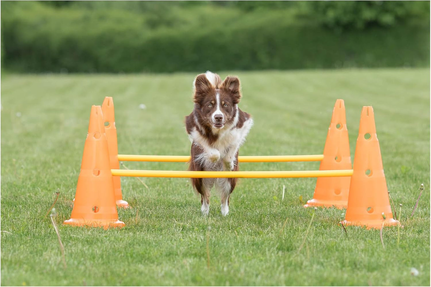Dog Activity Hindernisse-Set, 3 St., ø 23 × 30 cm/78 cm