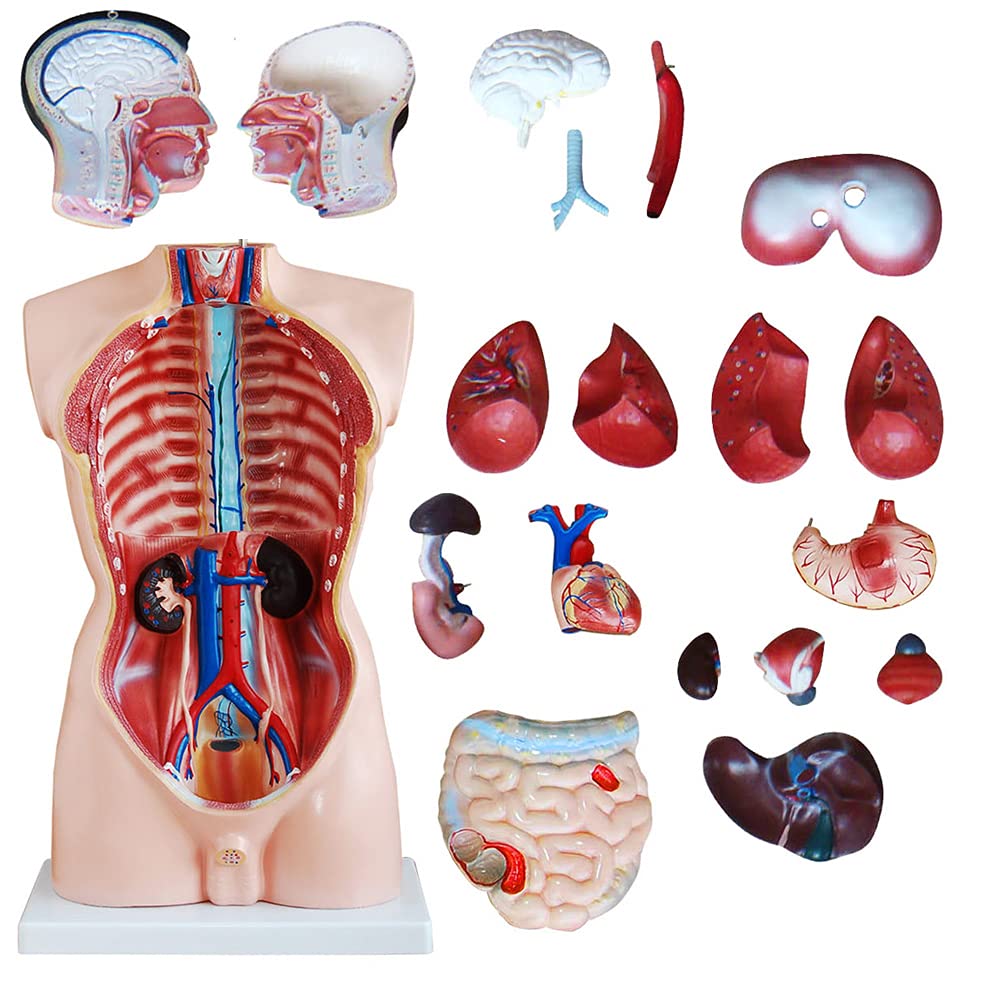 Anatomiemodell Torso mit herausnehmbaren Organen