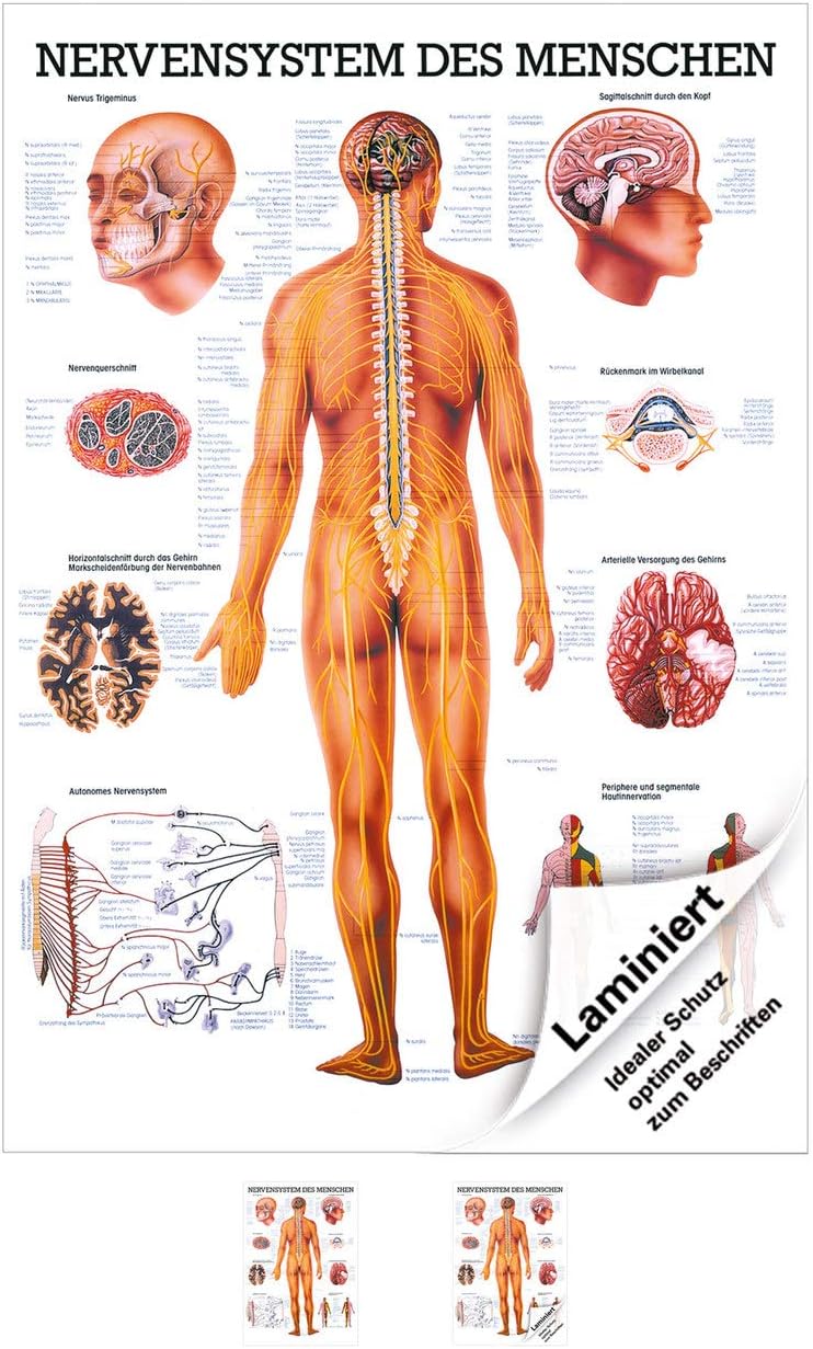 Lehrtafel Nervensystem Anatomie, mit Laminierung
