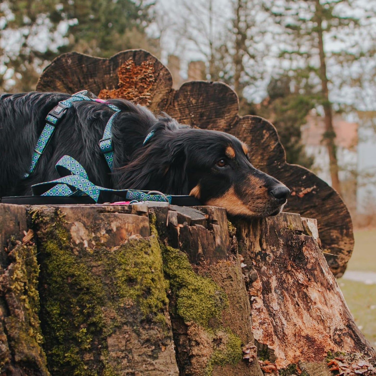 Hundegeschirr Retro Blue, S Retro Blue