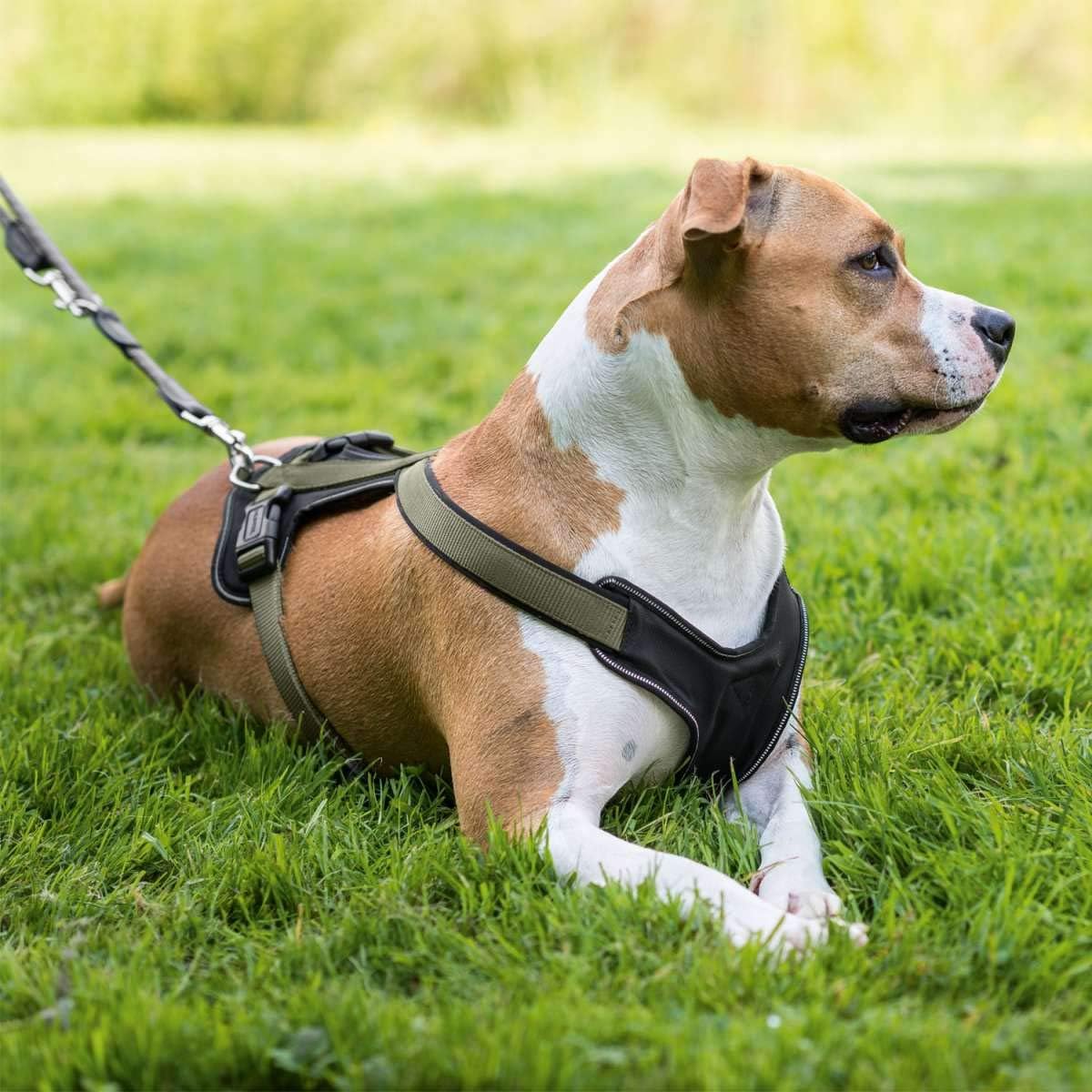 Hundegeschirr, 42 - 53 cm / oliv/schwarz