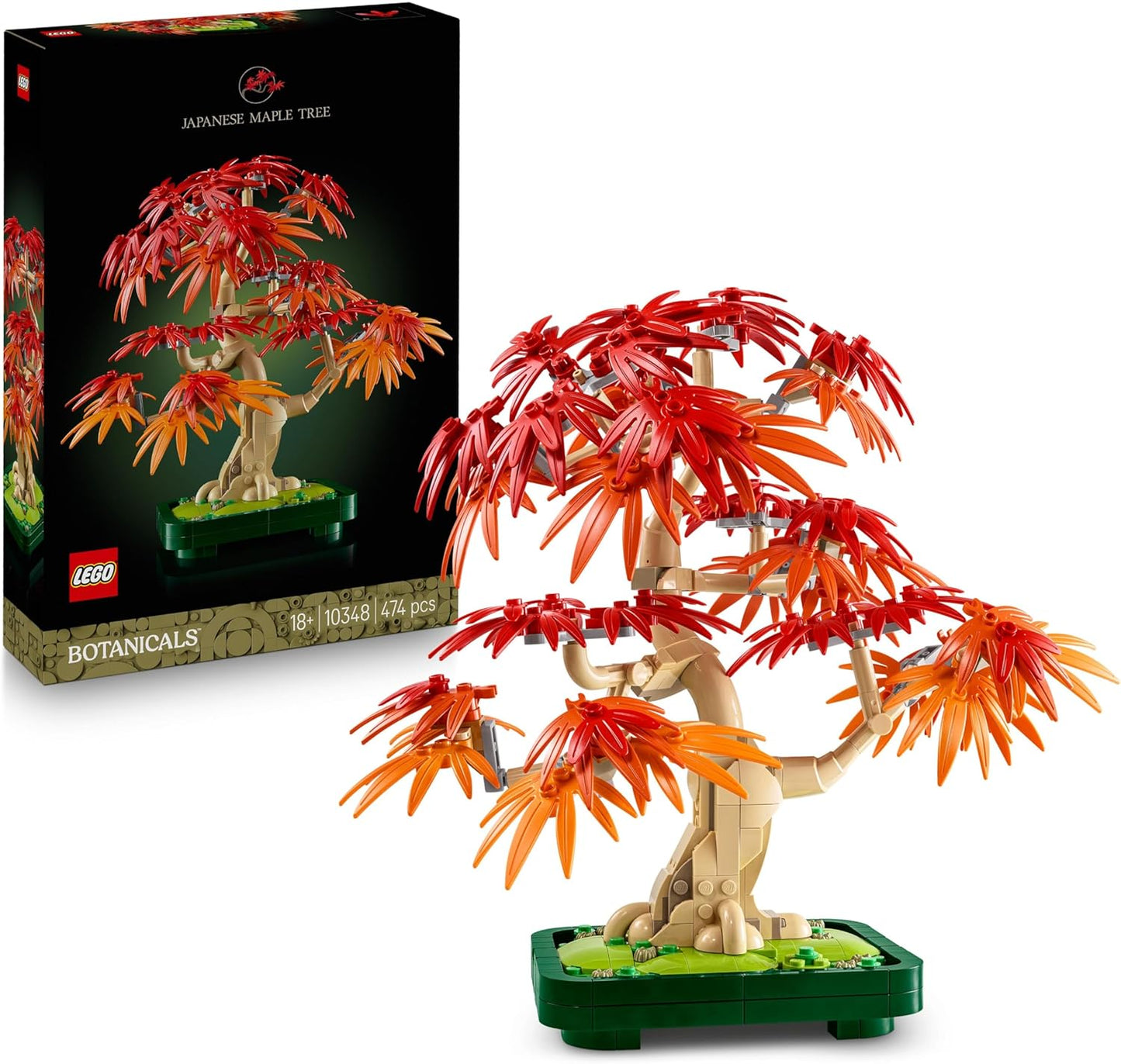 Japanischer Roter Ahorn - Bonsai-Baum