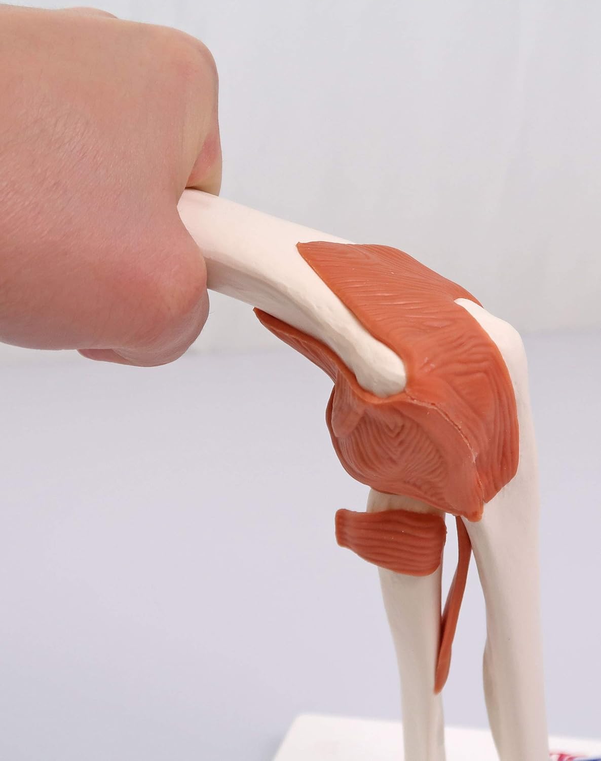 Smart Anatomy Ellenbogengelenk-Modell A83, Ellenbogengelenk