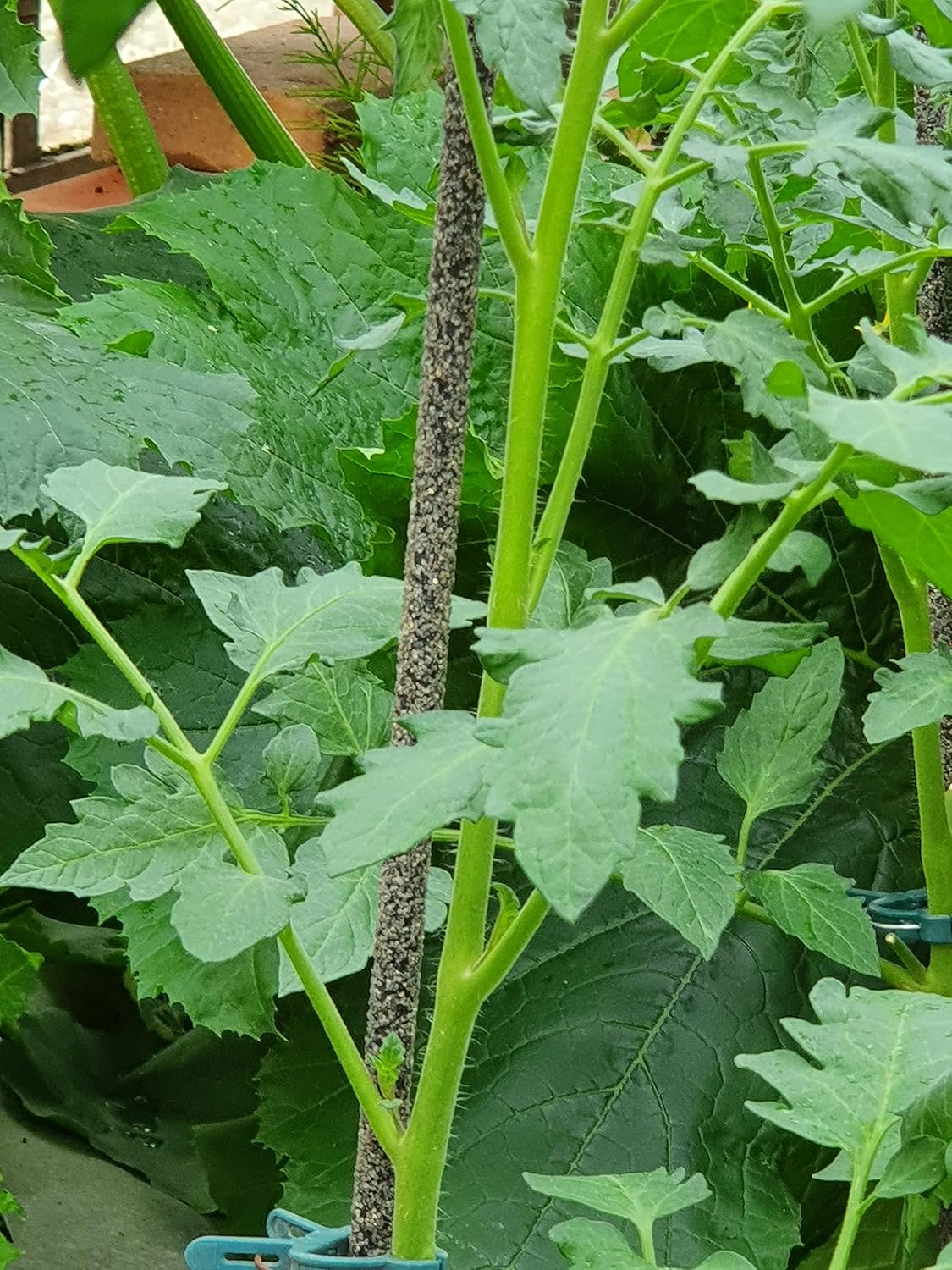Pflanzstäbe (20 Stück, 100cm), Basalt 20x 100cm (Ø8mm)