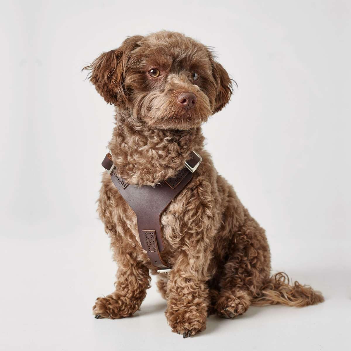 Hundegeschirr Aalborg, dunkelbraun S-M/1