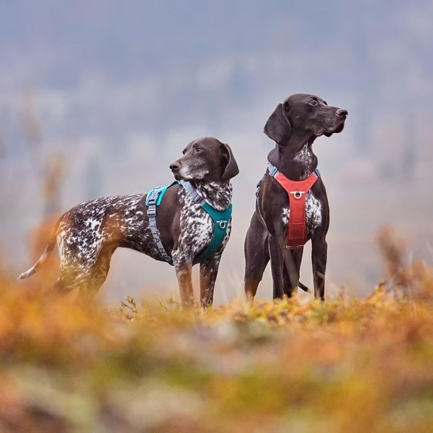 Rover Hundegeschirr, peacock, Turquoise 45-60 cm