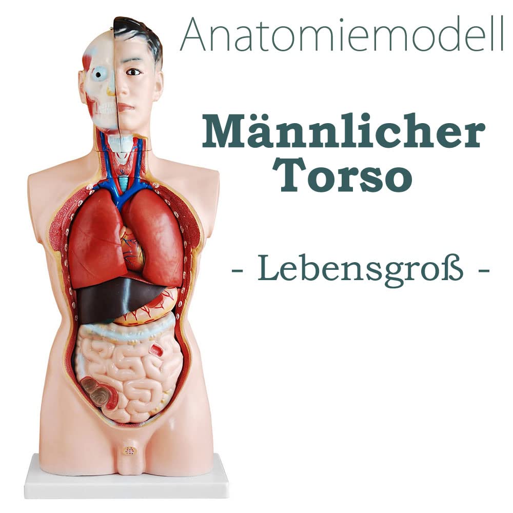 Anatomiemodell Torso mit herausnehmbaren Organen