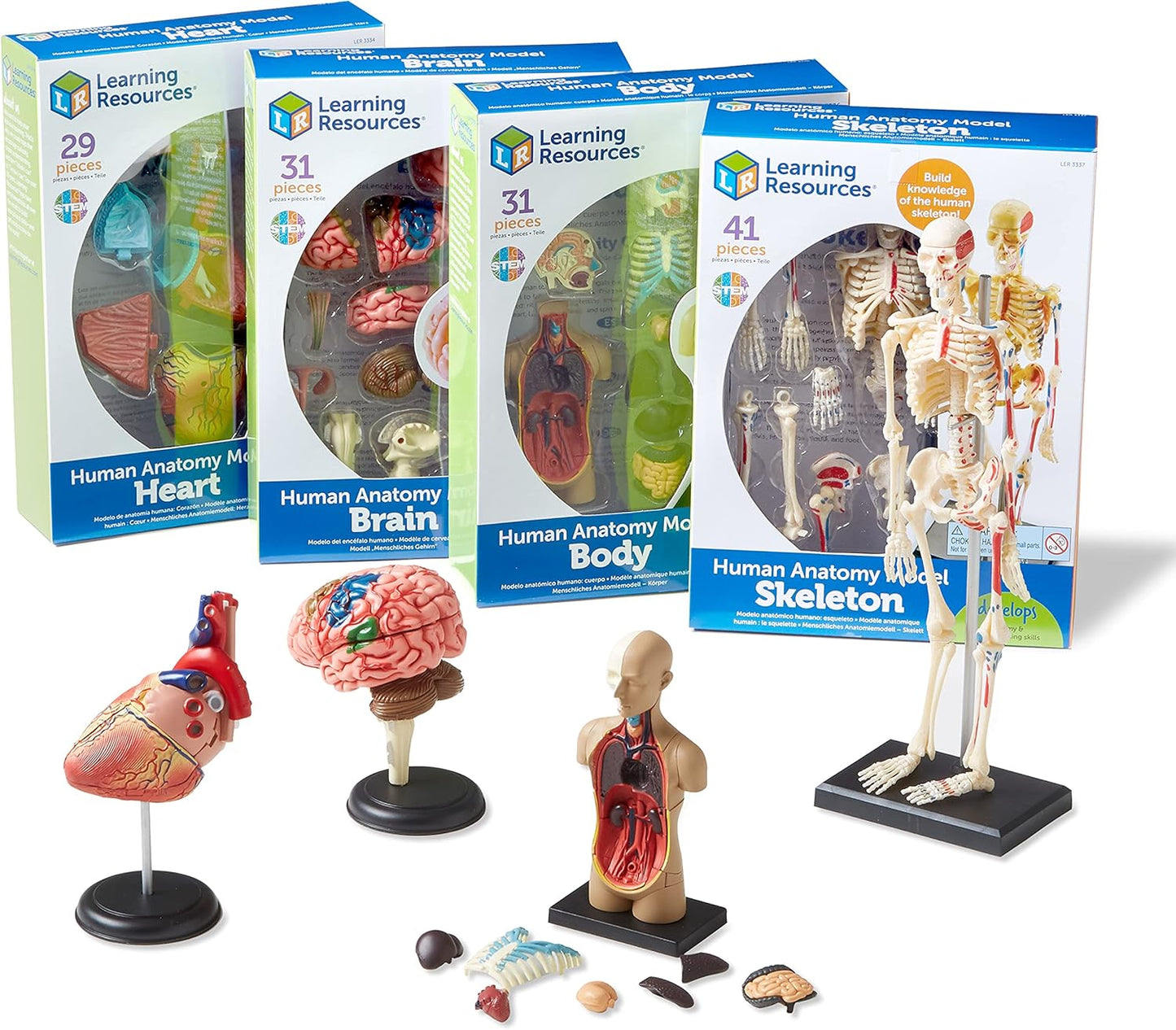 Anatomiemodell-Set für Lernen und Studium