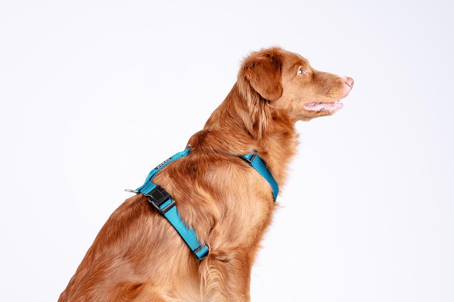 Guard Classic Hundegeschirr, L Meeres