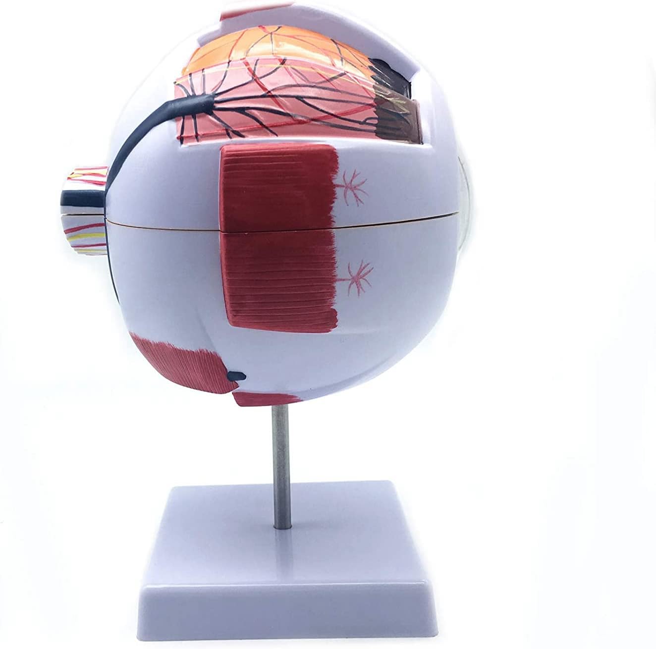 Anatomisches Modell, menschliches Auge, 6-fach vergrössert