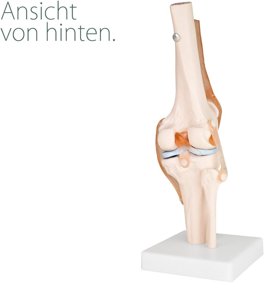 Anatomiemodell Kniegelenk mit beweglichem Gelenk