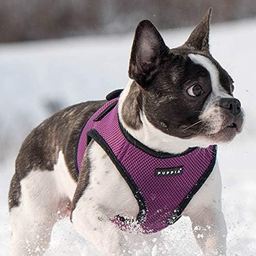 Hundegeschirr für kleine und mittelgrosse Hunde, S Lila