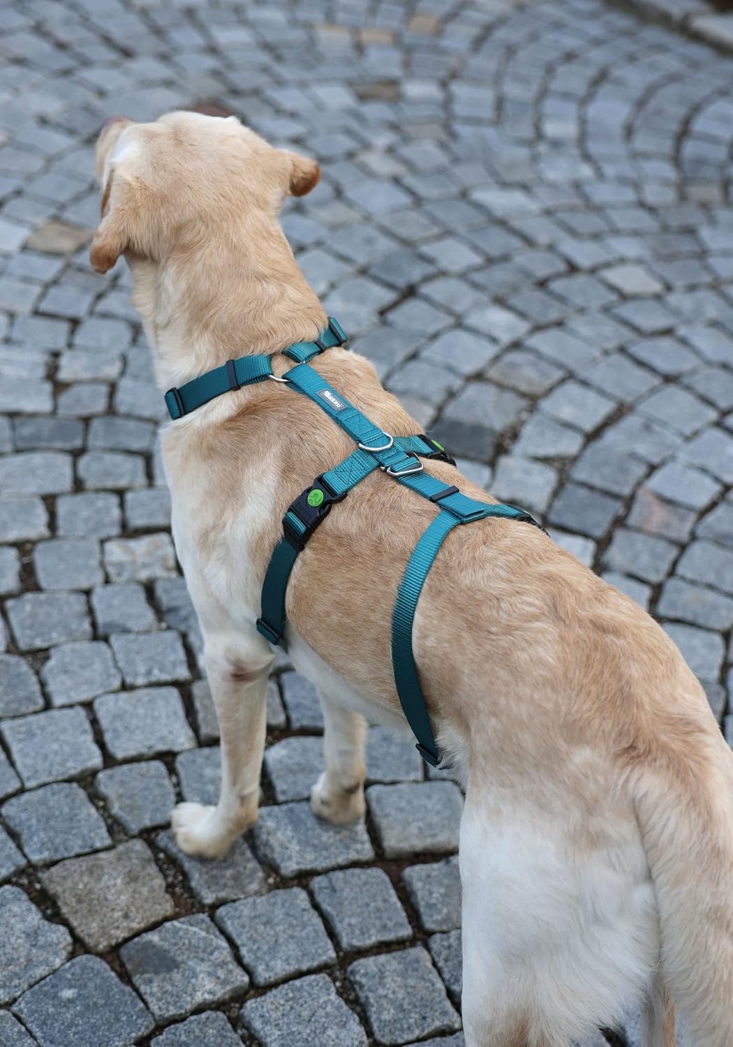 Hundegeschirr "Miami", Petrol 55-74cm