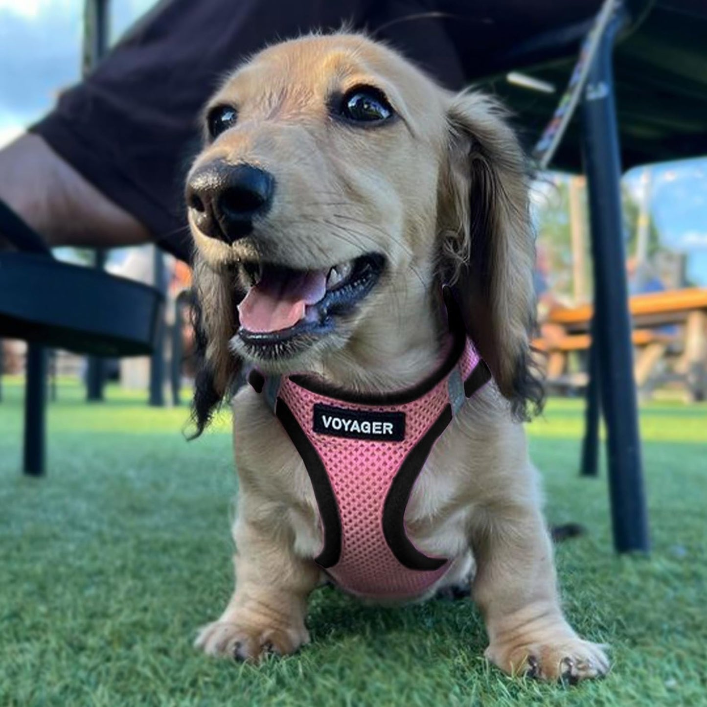 Step-In Air Hundegeschirr, 1 rosa Sockel. XS (Chest: 13 - 14.5")