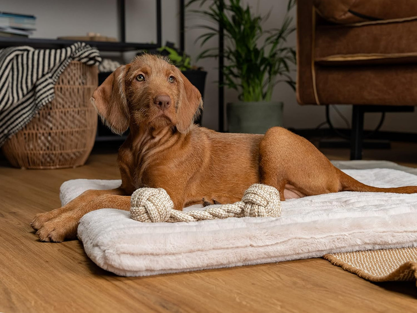 Harmony - Hundedecke, 75x55cm Creme