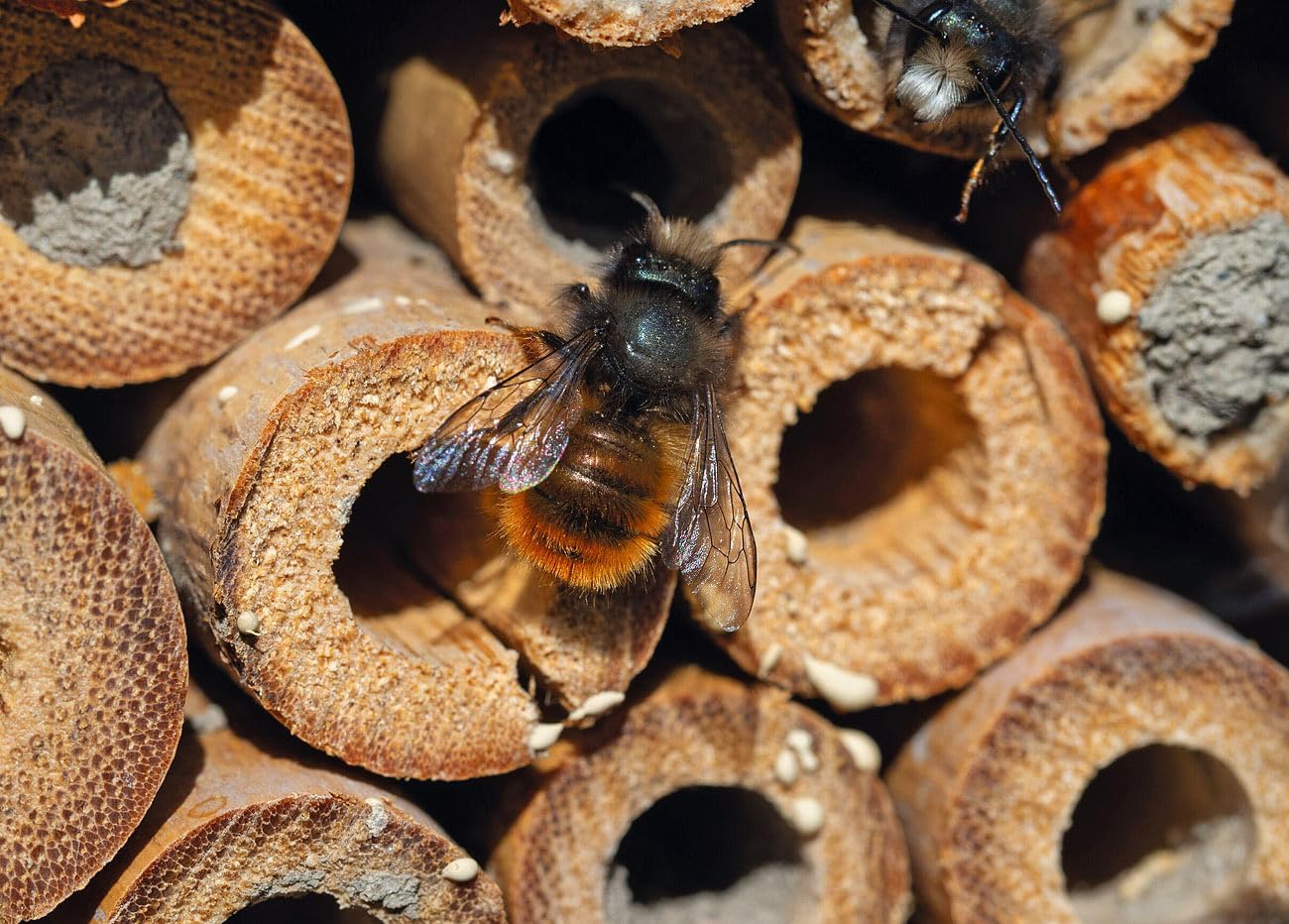 XXL Insektenhotel Grand Hotel