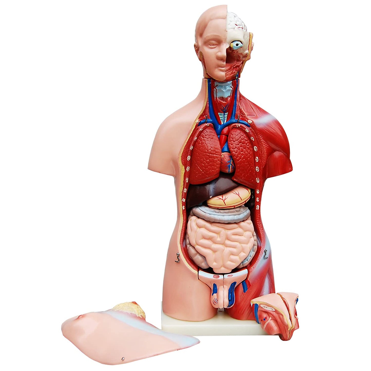 Anatomiemodell männlicher Torso mit herausnehmbaren Organen, Mehrfarben