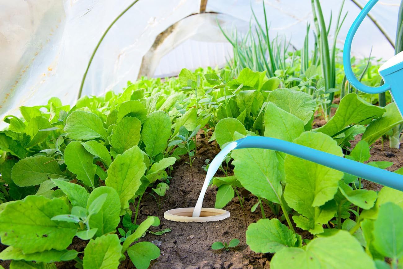 3er-Set Bewässerungskugeln Olla für Gartenbeete