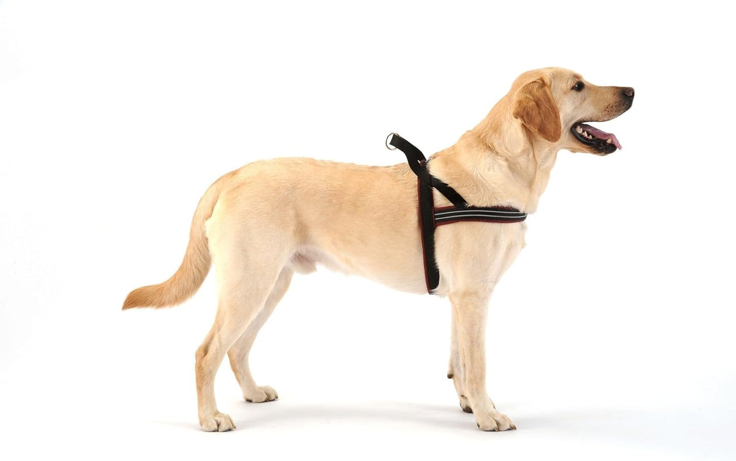 Sport-Hundegeschirr ComfortFlex, gepolstert, verstellbar, s, Violett