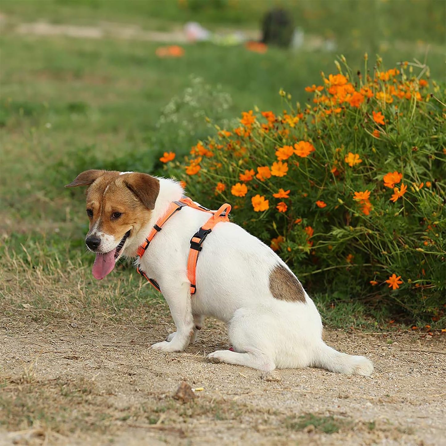 Hundegeschirr TLH6071, S / Orange