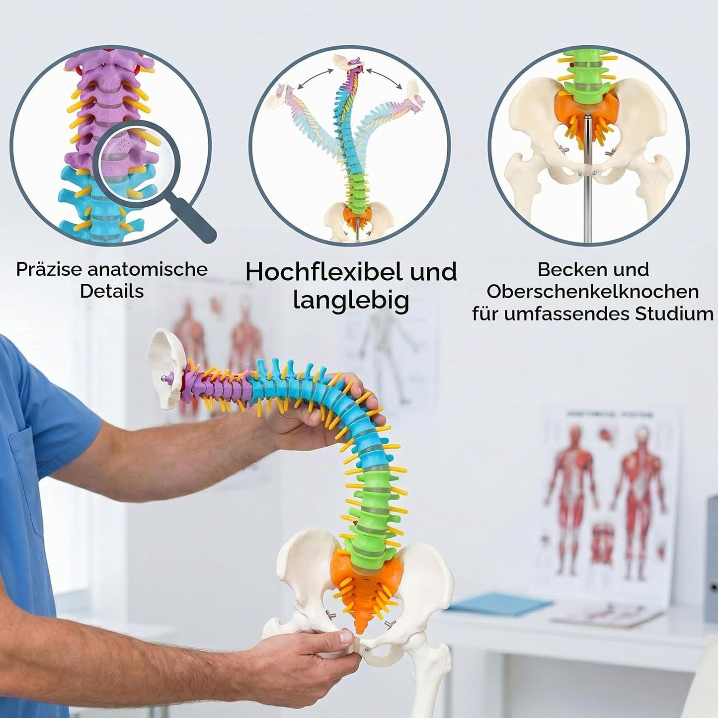 Flexibles Wirbelsäulenmodell mit Spinalnerven